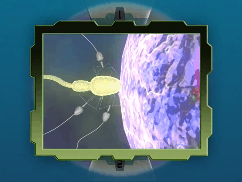 Can a Natural defeat a Coordinator in battle?